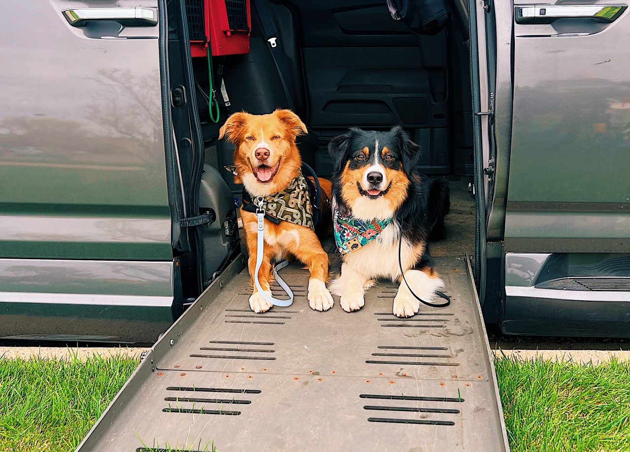 service dogs in wheelchair van