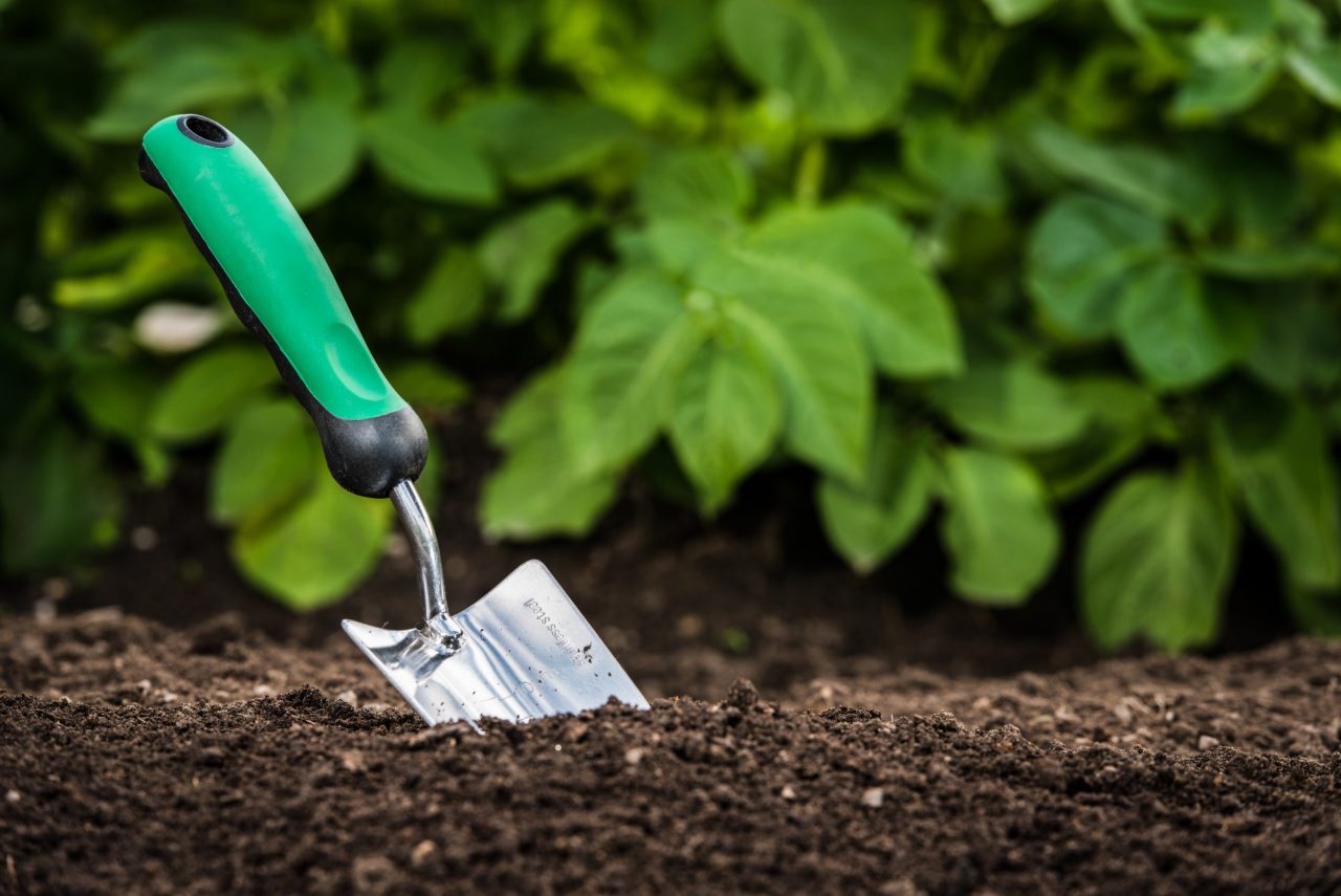 Gardening shovel in the soil in front of green leaves