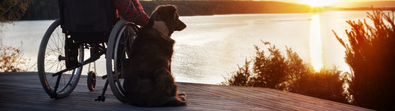 How to get dogs comfortable around wheelchairs