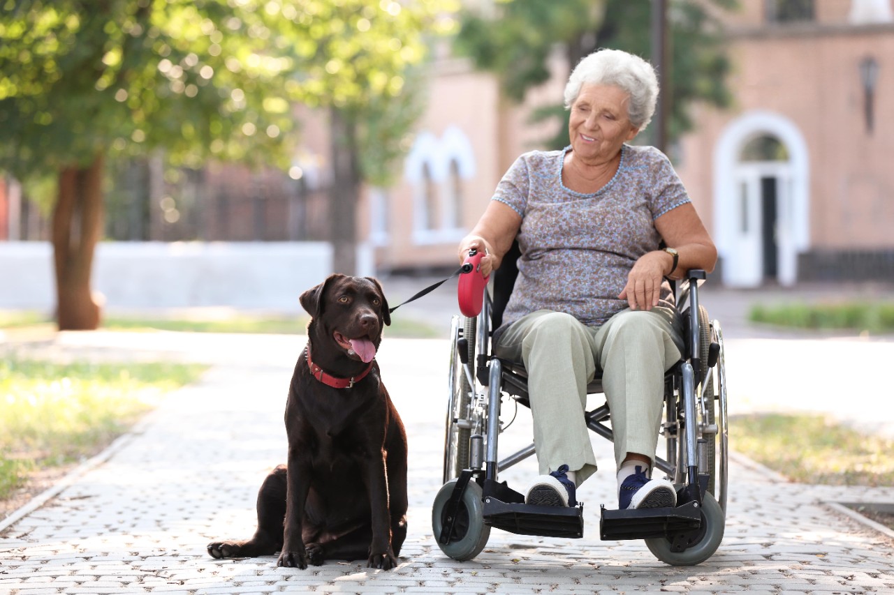 Elderly woman in a wheelchair holds the leash of a chocolate lab who sits beside her